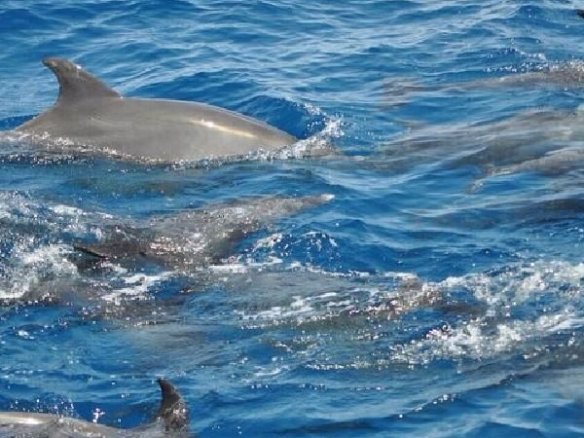 Participants will be picked up from their hotel in…