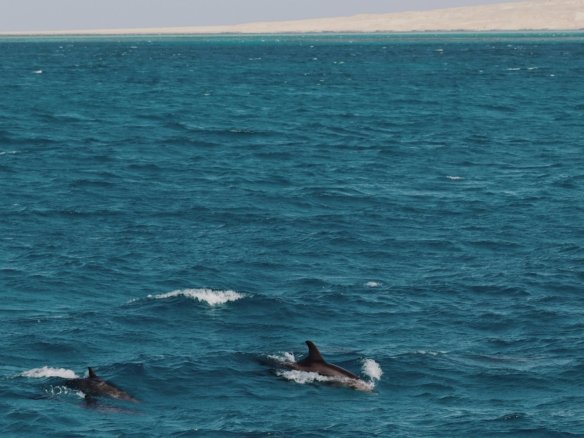 Infographic showing Hurghada property price growth forecast 2026–2030