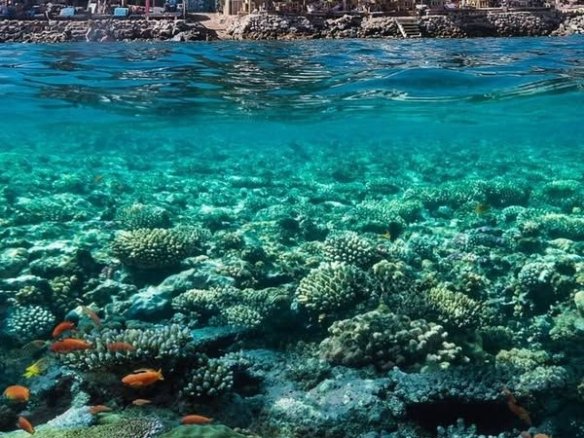 Deciding what's better hurghada or sharm for families and diving vacations