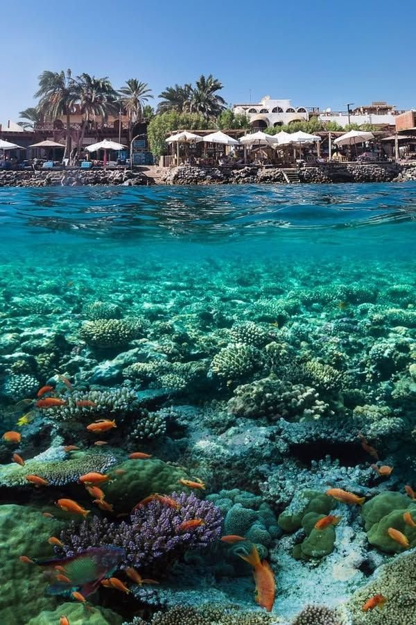 Deciding what's better hurghada or sharm for families and diving vacations