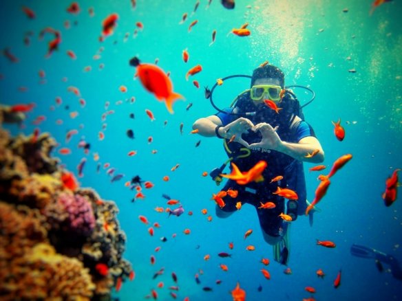 Coral reefs in the Red Sea with colorful fish and crystal-clear water