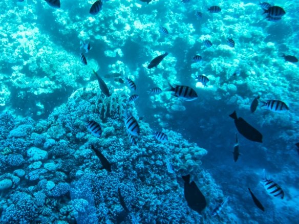 Finding the best time to visit hurghada egypt with a month by month weather guide